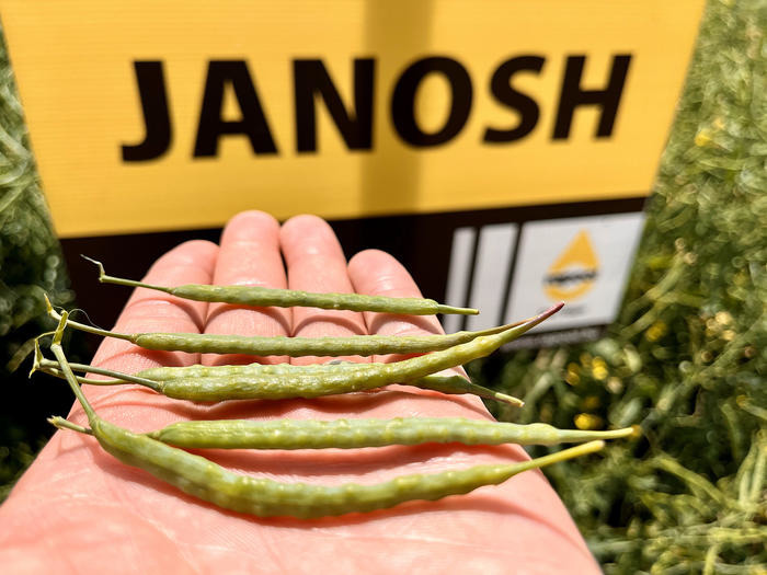 JANOSH