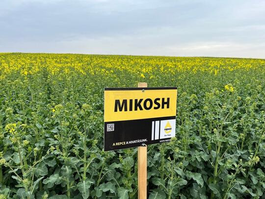 MIKOSH - középérésű