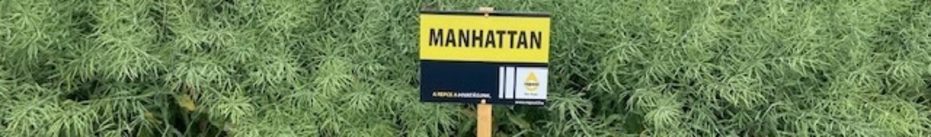 MANHATTAN - 