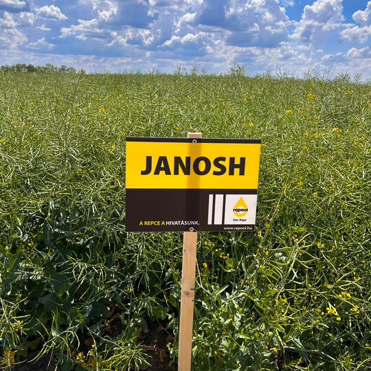 JANOSH - középérésű