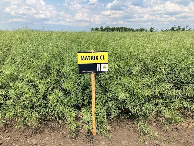 MATRIX CL